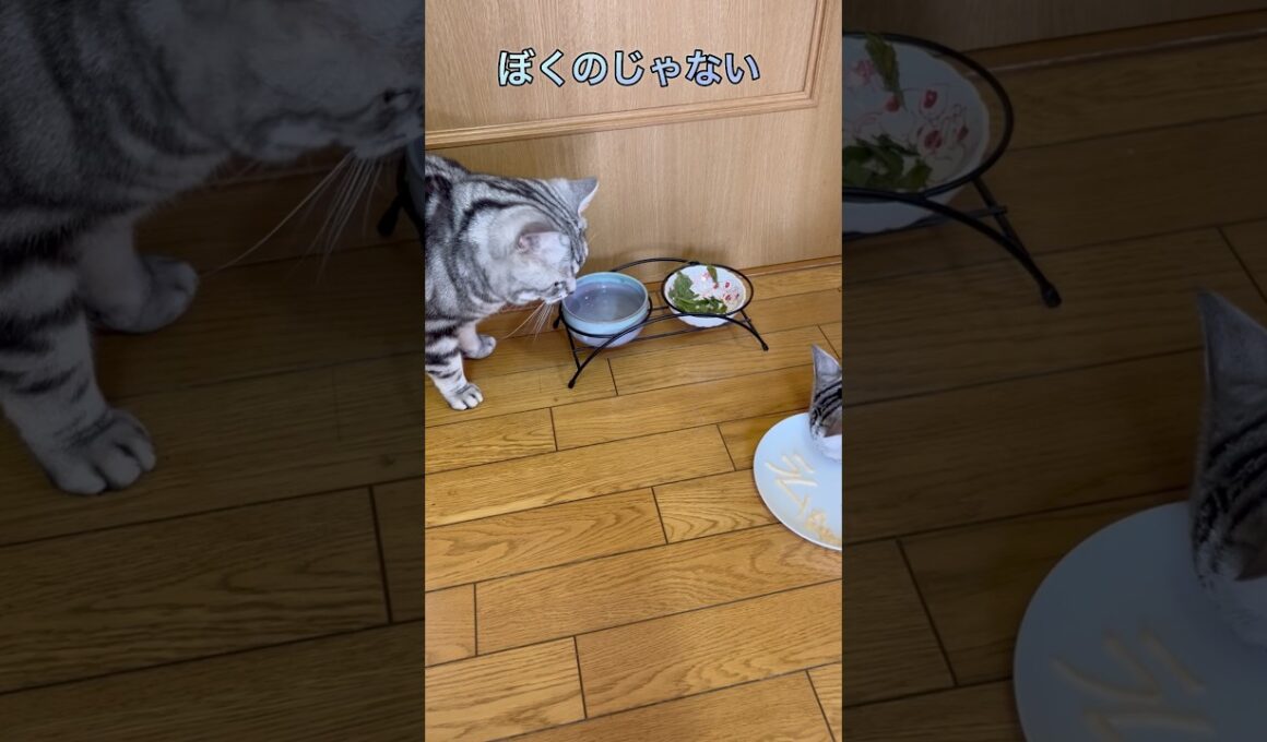 母の日のプレゼントに動揺する猫 #アメリカンショートヘア #アメショ #猫の日常