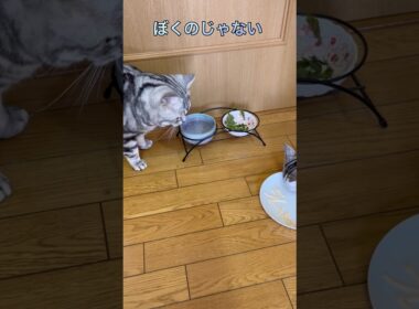 母の日のプレゼントに動揺する猫 #アメリカンショートヘア #アメショ #猫の日常