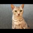 美人猫のマウちゃん