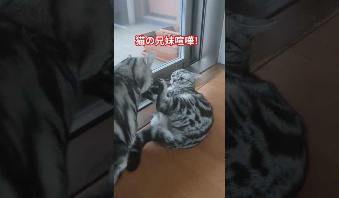 平和な日曜日が一変！？猫たちの兄妹喧嘩！#shorts #猫 #cat #猫のいる暮らし #猫の喧嘩 #アメショ #アメリカンショートヘア #シャー