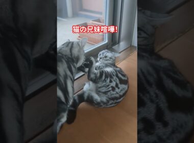 平和な日曜日が一変！？猫たちの兄妹喧嘩！#shorts #猫 #cat #猫のいる暮らし #猫の喧嘩 #アメショ #アメリカンショートヘア #シャー