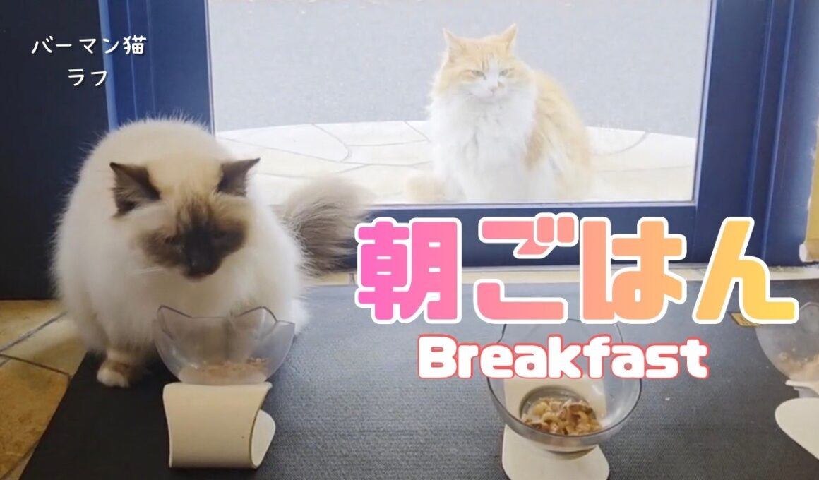 バーマン猫ウリとガブとラフ【朝ごはん】Breakfast（バーマン猫）Birman/Cat
