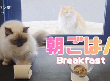 バーマン猫ウリとガブとラフ【朝ごはん】Breakfast（バーマン猫）Birman/Cat