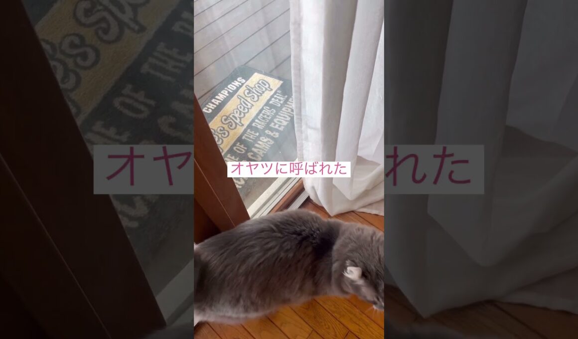 呼んだよね #ねこ動画 #アメリカンカール #猫動画