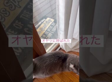 呼んだよね #ねこ動画 #アメリカンカール #猫動画