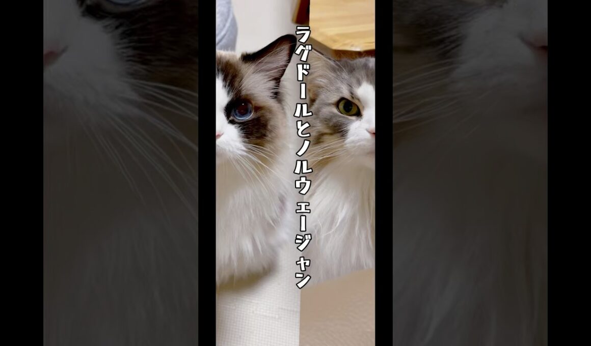 【ラグドールとノルウェージャン比較】#猫 #cat #ラグドール #ノルウェージャンフォレストキャット #shorts