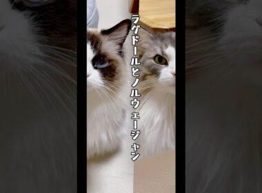 【ラグドールとノルウェージャン比較】#猫 #cat #ラグドール #ノルウェージャンフォレストキャット #shorts