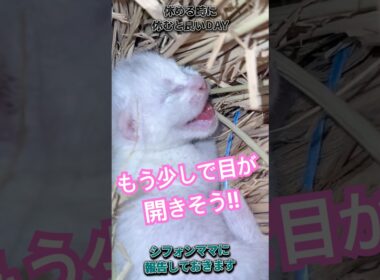 "episode8"「猫に雇われ保育日誌」 #猫のいる暮らし #ファーム生活 #保護猫 #子ネコ #子猫 #猫好きさんと繋がりたい #猫のいる生活 #cat #shorts