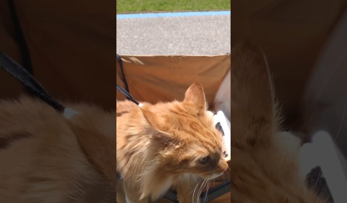 特撮みたい#cat#メインクーン