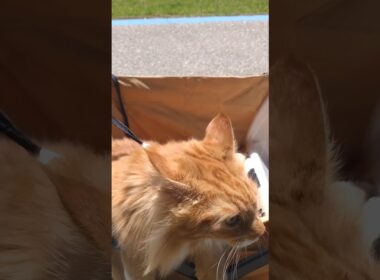 特撮みたい#cat#メインクーン