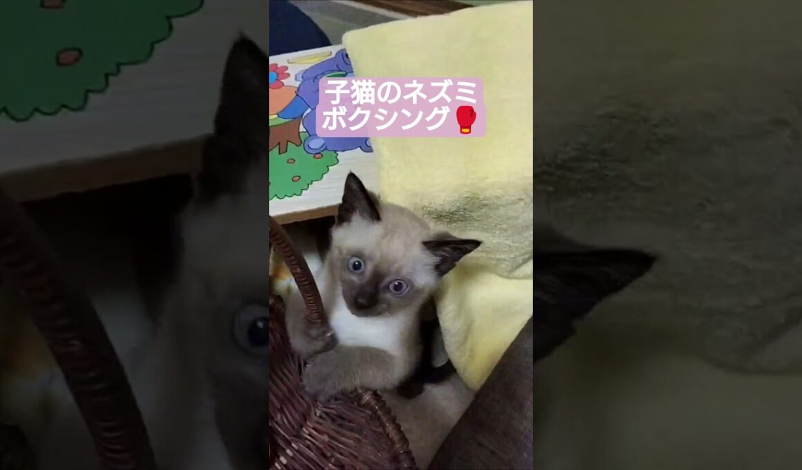 ちびちょこネズミボクシングパート1 #シャム猫 #保護猫 #子猫