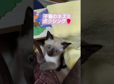 ちびちょこネズミボクシングパート1 #シャム猫 #保護猫 #子猫
