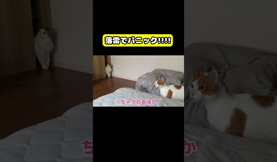 落雷でパニック!!!!　#猫 #おもしろ #アテレコ #ニャンチューバーつくし