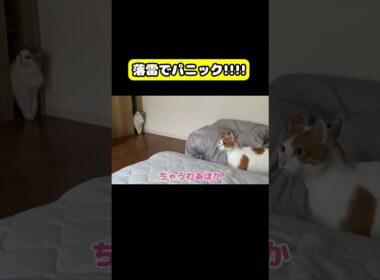 落雷でパニック!!!!　#猫 #おもしろ #アテレコ #ニャンチューバーつくし