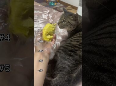 猫の理解不能な行動TOP7 😹  #猫 #cat #子ネコ #可愛い #猫のいる暮らし