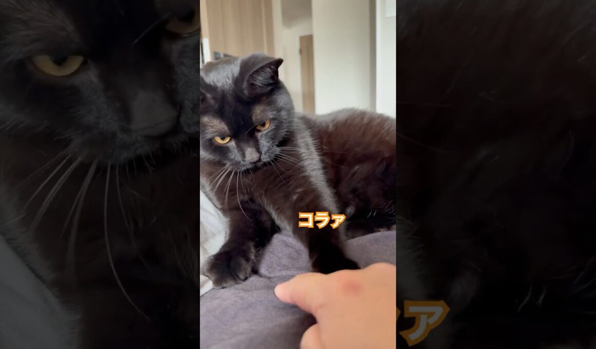 長男にちょっかいを出したい母 #にゃんグラム  #cat #ボンベイ #黒猫