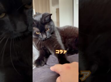 長男にちょっかいを出したい母 #にゃんグラム  #cat #ボンベイ #黒猫