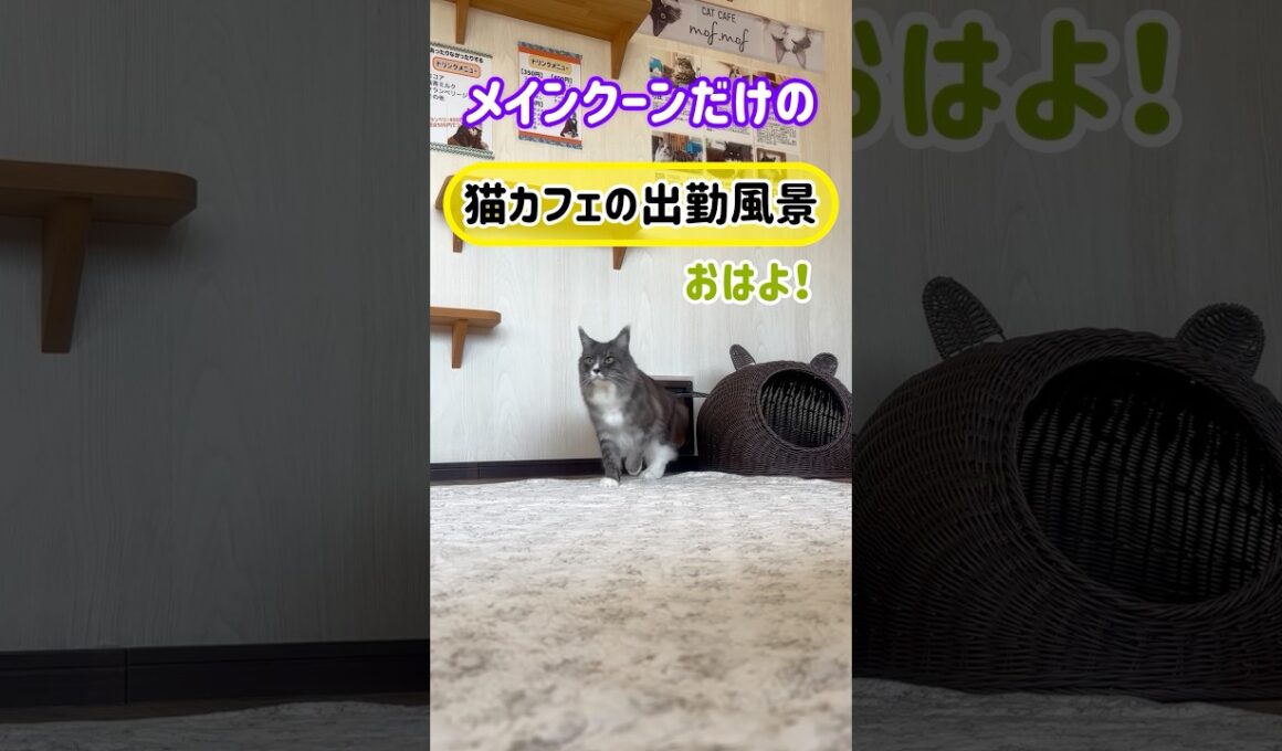 20260510メインクーンだけの【猫カフェの出勤風景】#cat #cooncat #mainecat #もふもふ