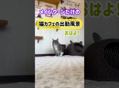20260510メインクーンだけの【猫カフェの出勤風景】#cat #cooncat #mainecat #もふもふ