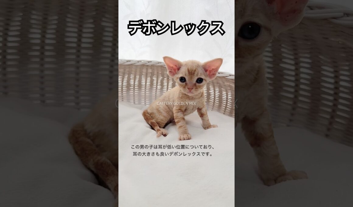 【デボンレックス】 #デボンレックス #子猫 #ブリーダー #emeraldspirit #goldenrex #Devonrex #cat #shorts #愛知県 #devonrexkitten
