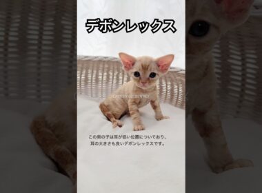 【デボンレックス】 #デボンレックス #子猫 #ブリーダー #emeraldspirit #goldenrex #Devonrex #cat #shorts #愛知県 #devonrexkitten
