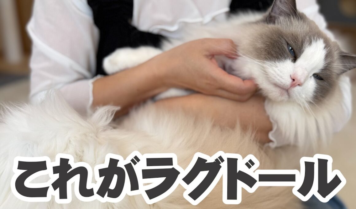 見ればわかる✨ラグドールが愛される理由【いっぺい編】