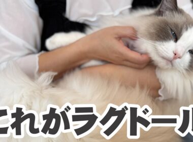 見ればわかる✨ラグドールが愛される理由【いっぺい編】
