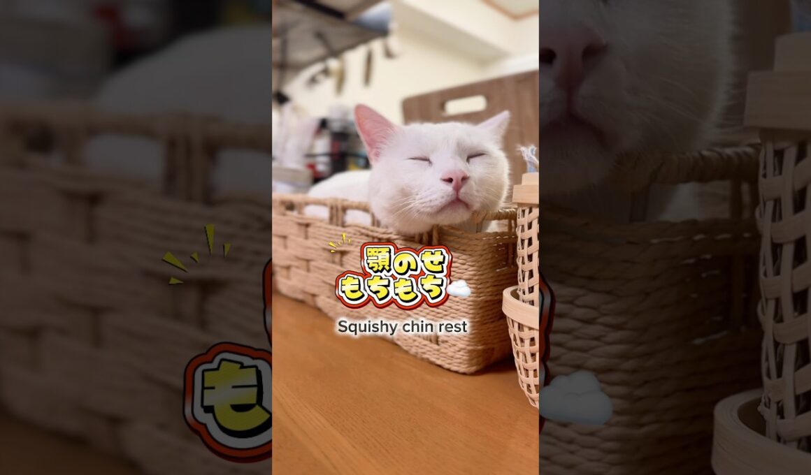 😼⚔️ #cat #funny #shorts #cutecat #ねこ #猫動画 #可愛い #gatos #gatitos #gato #apoyo #고양이 #michis