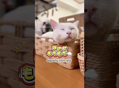 😼⚔️ #cat #funny #shorts #cutecat #ねこ #猫動画 #可愛い #gatos #gatitos #gato #apoyo #고양이 #michis