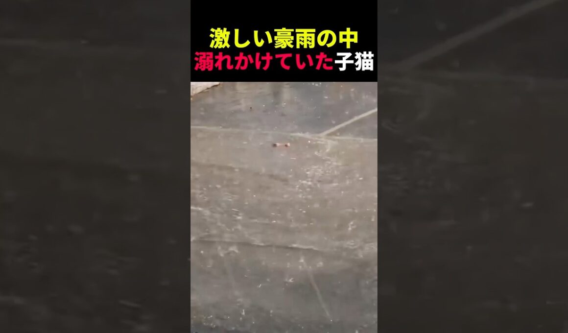 激しい豪雨の中溺れかけていた子猫 #動物 #ペット #かわいい #癒し #animals #猫 #子猫