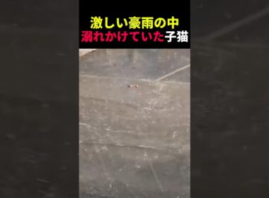 激しい豪雨の中溺れかけていた子猫 #動物 #ペット #かわいい #癒し #animals #猫 #子猫