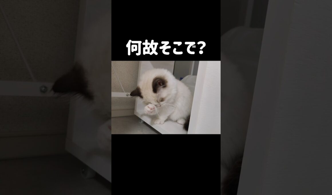 隣のゴミ箱退かしたらすぐ入るキッチンの収納ワゴンの中🐾 #shorts #猫 #子猫 #ラグドール #甘えん坊猫 #猫のいる暮らし