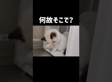 隣のゴミ箱退かしたらすぐ入るキッチンの収納ワゴンの中🐾 #shorts #猫 #子猫 #ラグドール #甘えん坊猫 #猫のいる暮らし