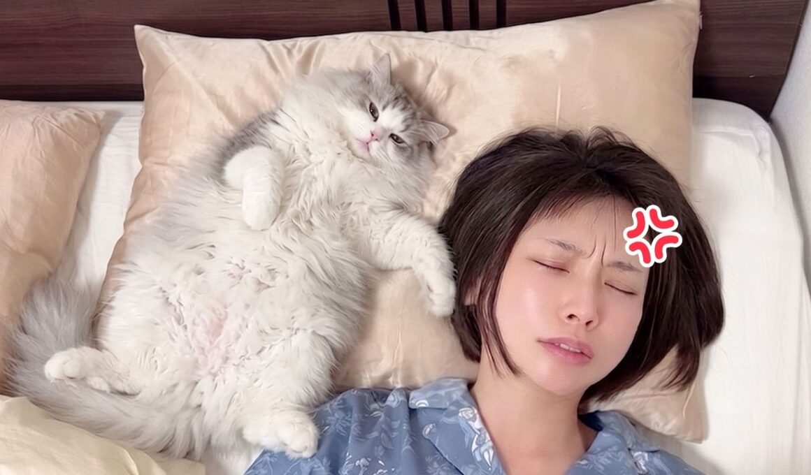 巨大化が止まらない子猫に枕を奪われた結果、ママがキレましたw