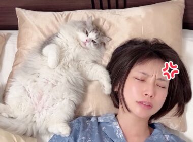 巨大化が止まらない子猫に枕を奪われた結果、ママがキレましたw