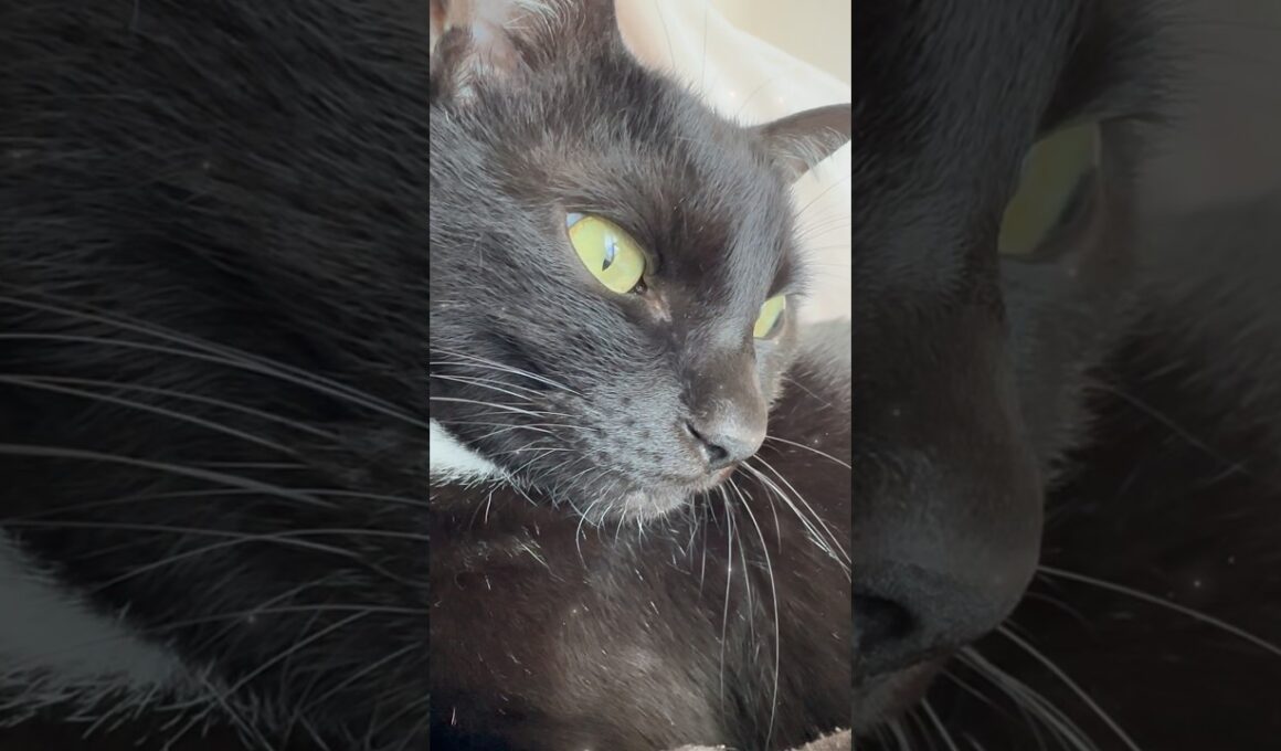 腕の中で甘えるイケメン猫🐈‍⬛💕✨ #保護猫 #cat