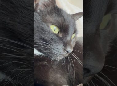 腕の中で甘えるイケメン猫🐈‍⬛💕✨ #保護猫 #cat