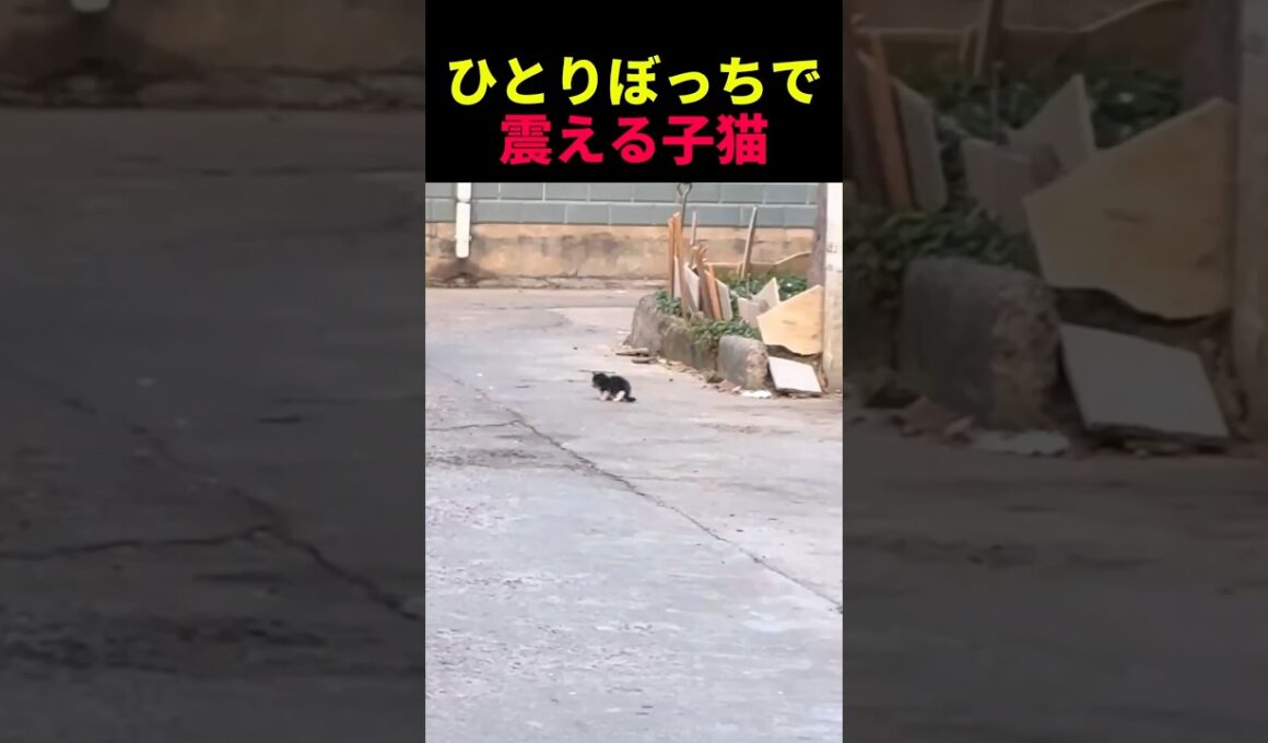 ひとりぼっちで震える子猫 #動物 #ペット #かわいい #癒し #animals #猫 #子猫
