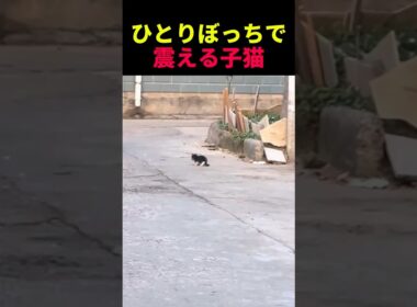 ひとりぼっちで震える子猫 #動物 #ペット #かわいい #癒し #animals #猫 #子猫