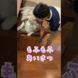 朝、少年に挨拶してくれる大型猫#shorts