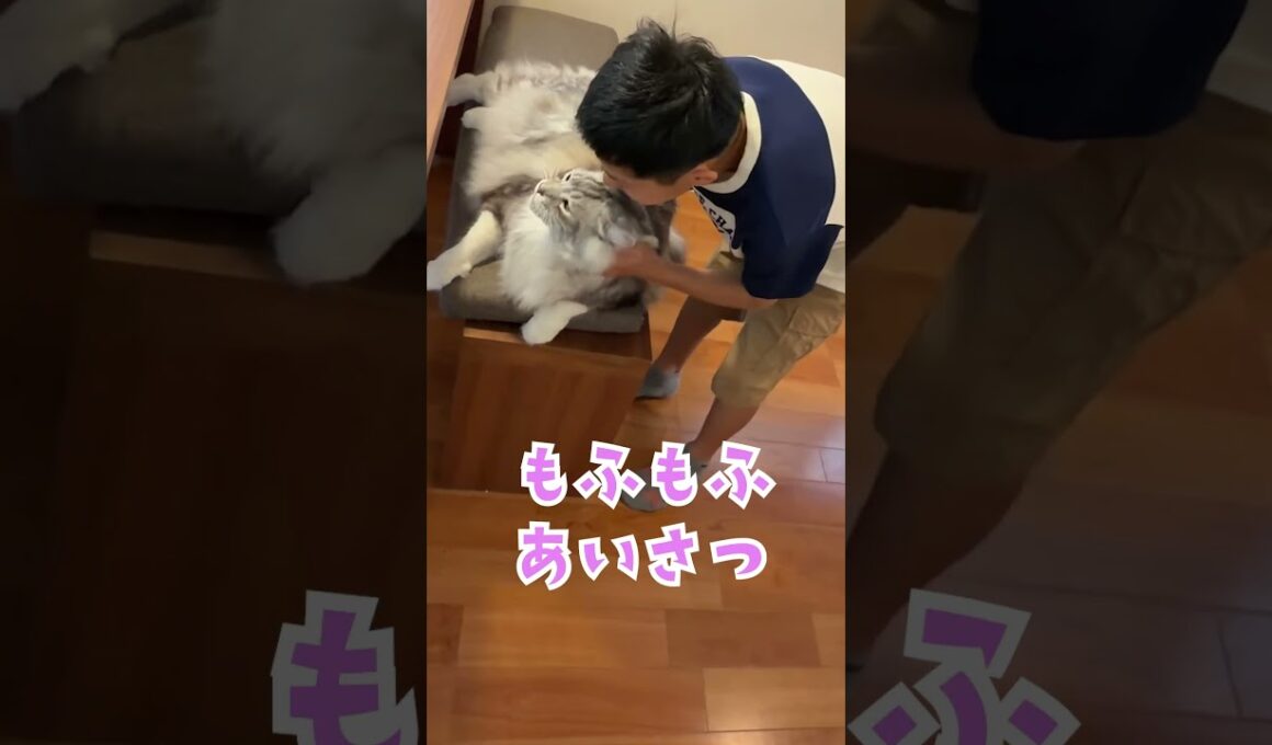 朝、少年に挨拶してくれる大型猫#shorts