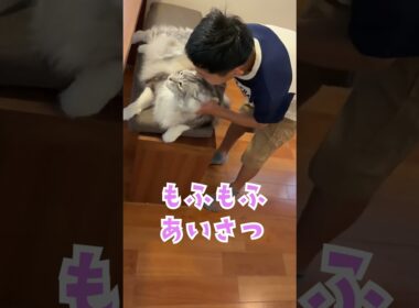 朝、少年に挨拶してくれる大型猫#shorts