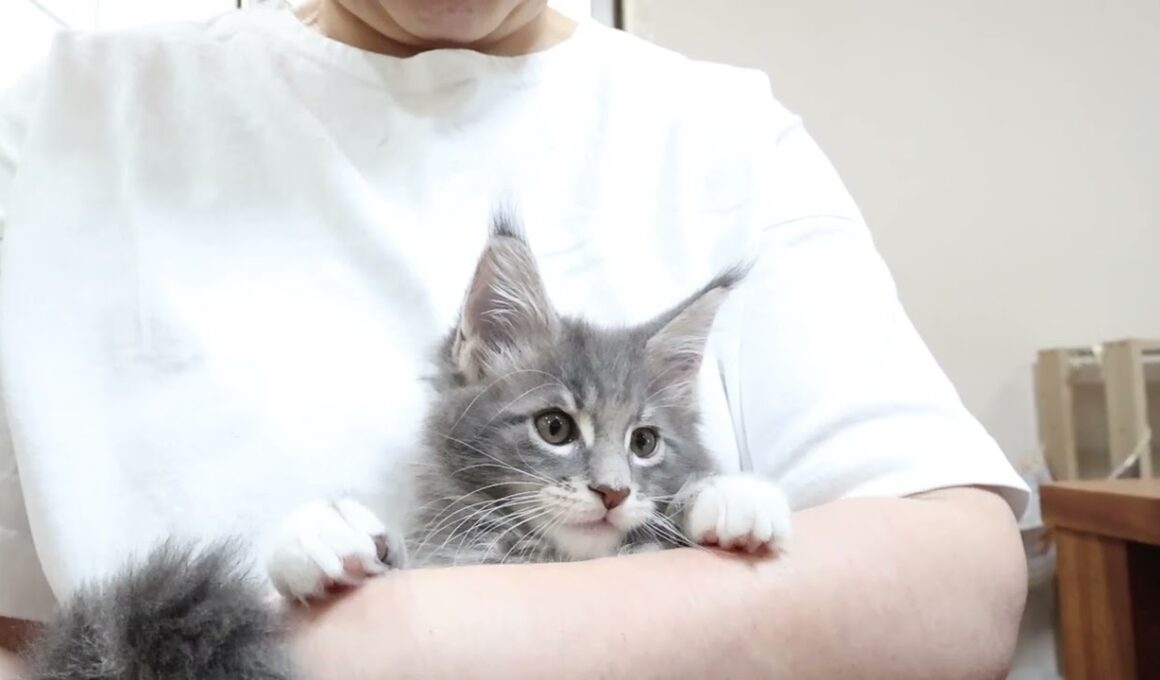 ブルーのメインクーン子猫モン君お渡し