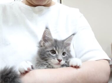 ブルーのメインクーン子猫モン君お渡し