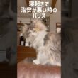 治安が悪い時のパリス🥹 #ノルウェージャンフォレストキャット #cat #ねこ #猫