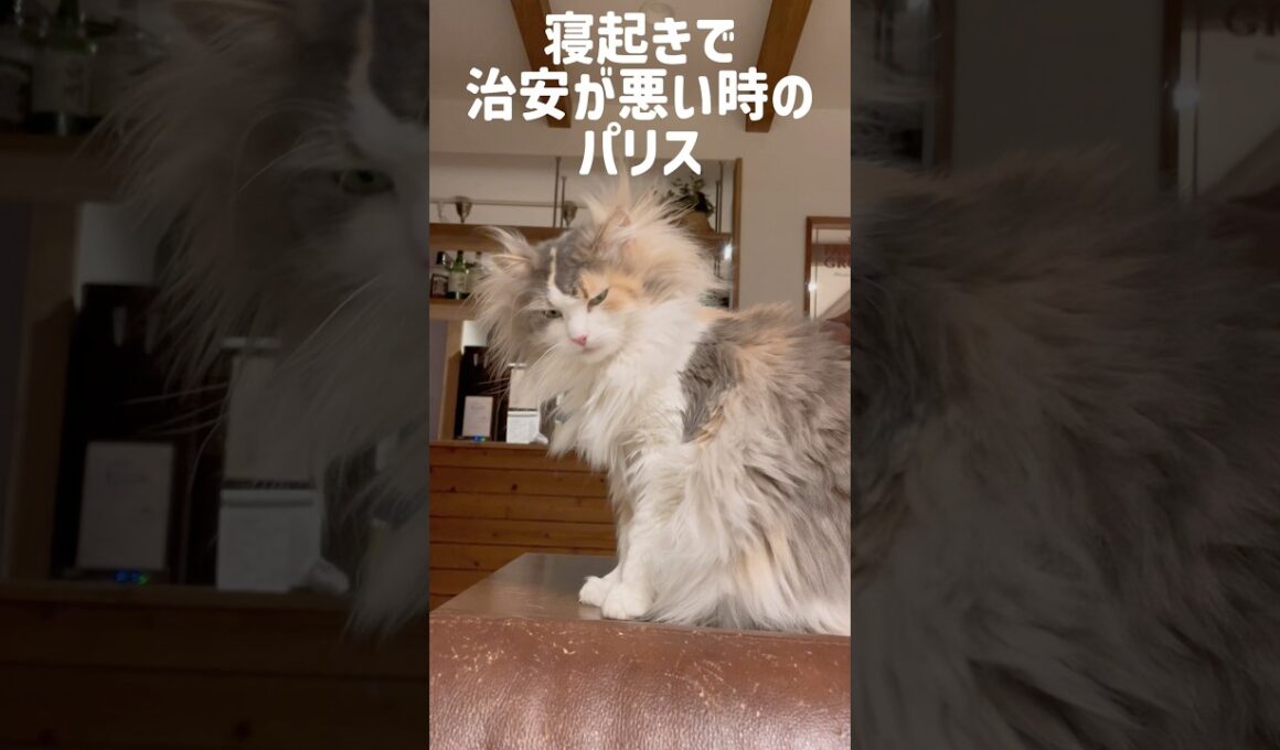 治安が悪い時のパリス🥹 #ノルウェージャンフォレストキャット #cat #ねこ #猫