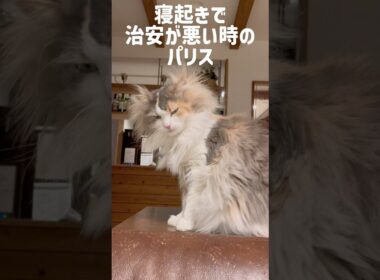 治安が悪い時のパリス🥹 #ノルウェージャンフォレストキャット #cat #ねこ #猫