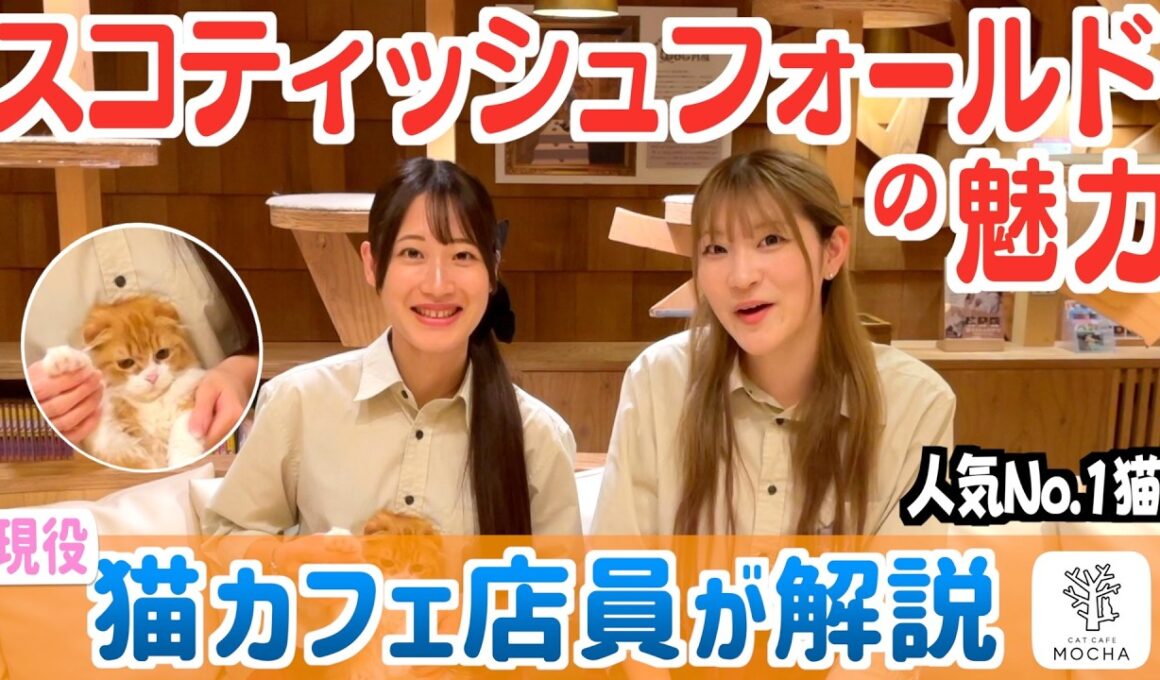 スコティッシュフォールドの魅力
