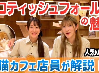 スコティッシュフォールドの魅力
