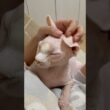早くママと一緒に眠りたい猫アレクサンドラ【スフィンクス】